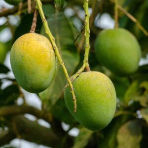 হিমসাগর আম (২০কেজি)
